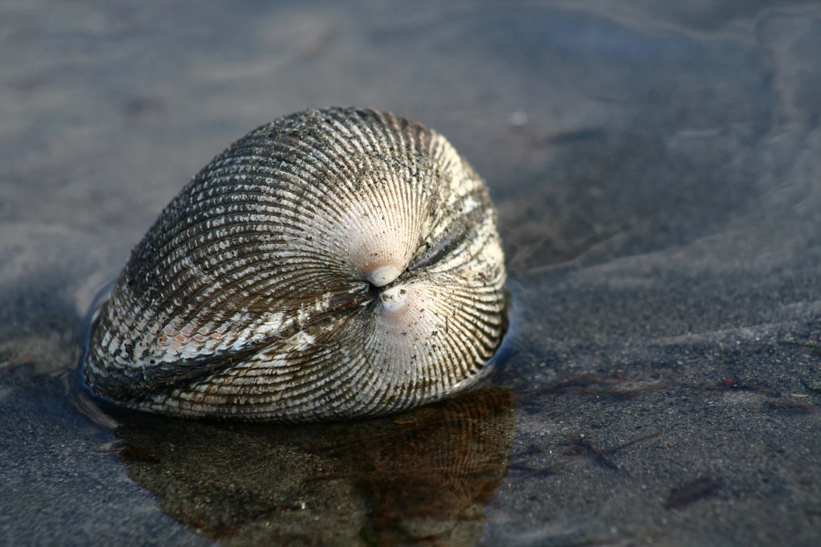 clam_shutterstock_2883045_1600.jpg