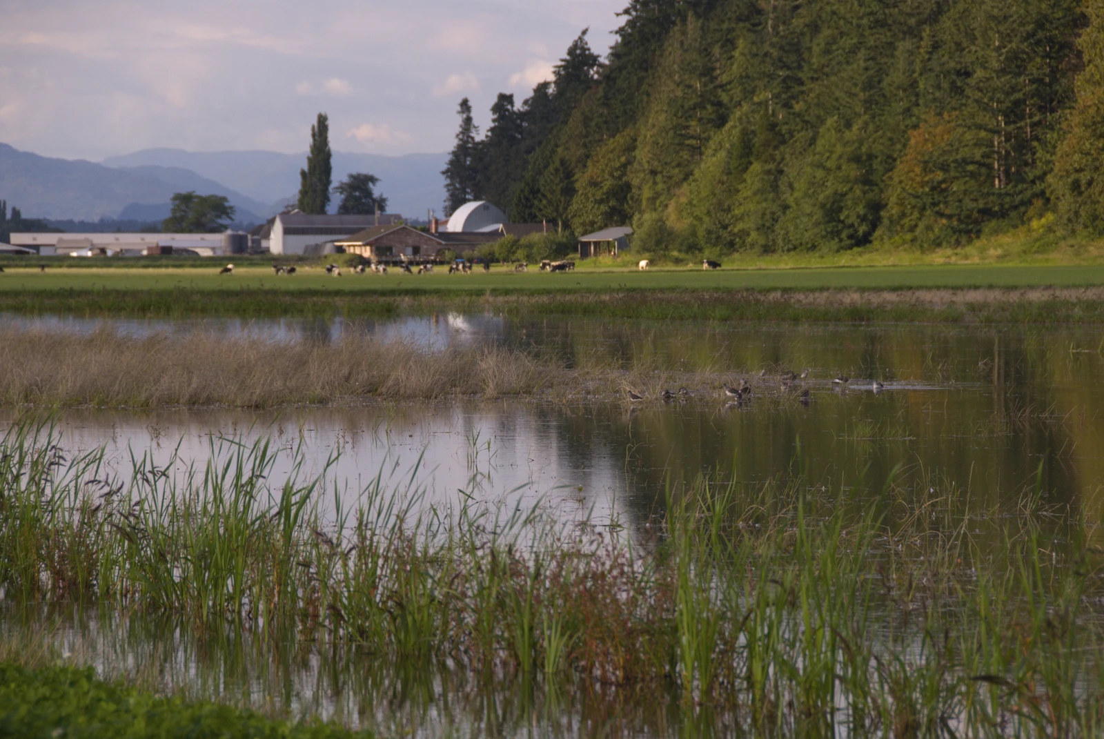 Farm_tncwashington_73254346_Medium.jpg