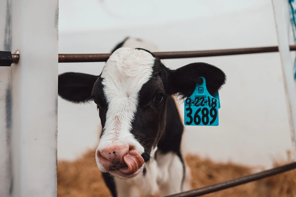 Smith Farm Calf small.jpg