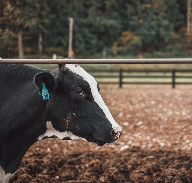 Cow small.jpg