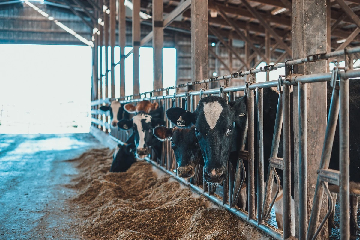 Groeneveld cow barn small.jpg