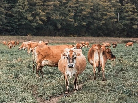 Pasture Edit DSC08239 small.jpg