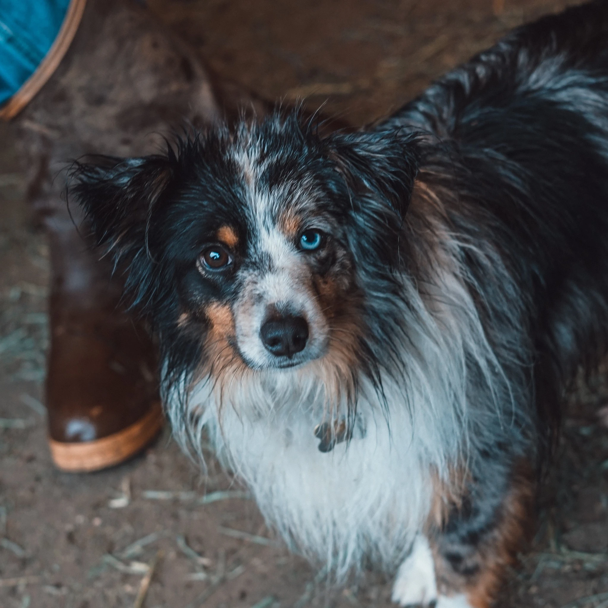 Dog DSC09470.jpg